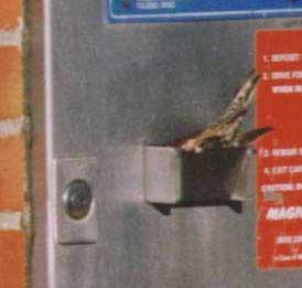 birds_brain2.jpg (8216 bytes)