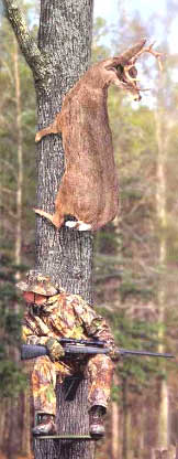 Dear life of a deer
